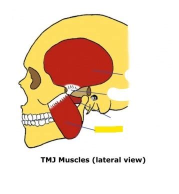 Tmj Muscles Lateral View Flashcards Quizlet