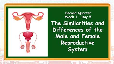 Similarities And Differences Of Male And Female Reproductive Systems Q2 Wk1 Day5 Youtube