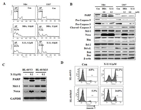 Induction Of Apoptosis By Dhax 11 In Aml Cells With Different Levels Download Scientific