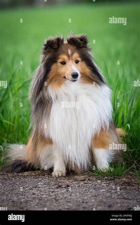 Perro Pastor De Shetland Sentado Fotograf As E Im Genes De Alta