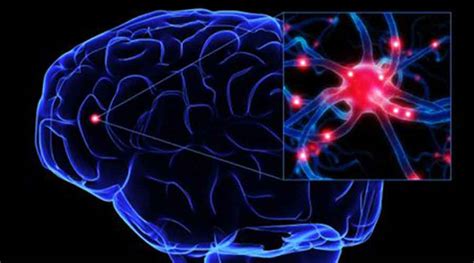 La Neurogénesis y Regeneración de las Neuronas en Adultos Amparo Calandín