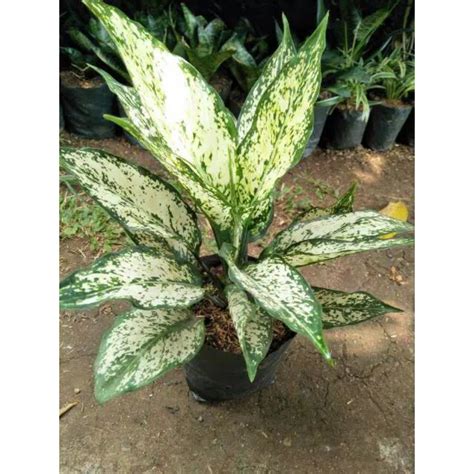 Jual Snow White Tanaman Hias Aglonema Aglaonema Shopee Indonesia