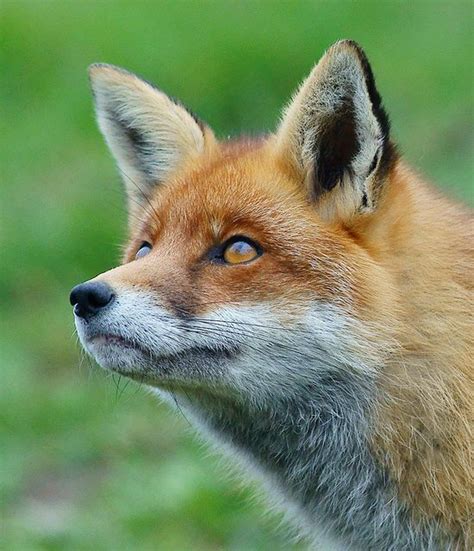 A Fox Named Pickles