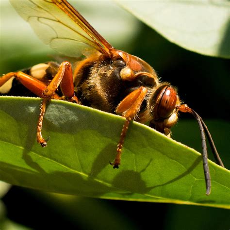 Cicada Killer Photograph by Chris Olson - Pixels