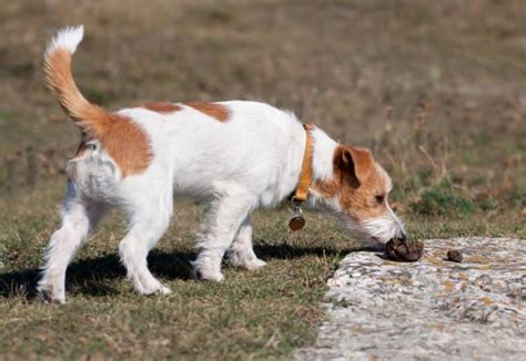 Por Que Los Perros Se Comen Su Propio Excremento