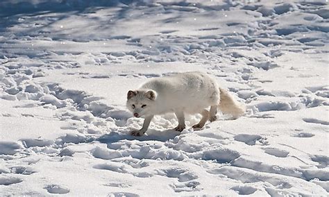 What Animals Live At The North Pole? - WorldAtlas.com