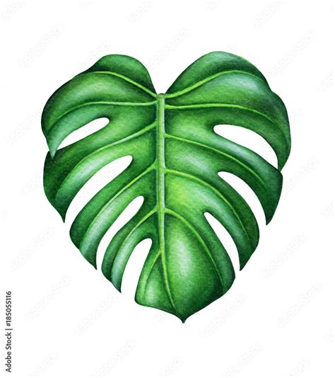 Green Leaf Of Monstera Deliciosa Tropical Plant Hand Painted