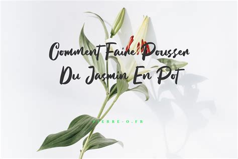 Comment Faire Pousser Du Jasmin En Pot Pierre O Fr