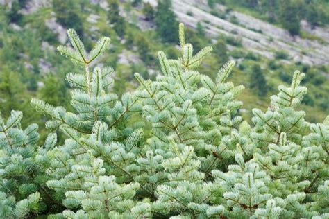 Abete Bianco Caratteristiche E Coltivazione Dell Abies Alba