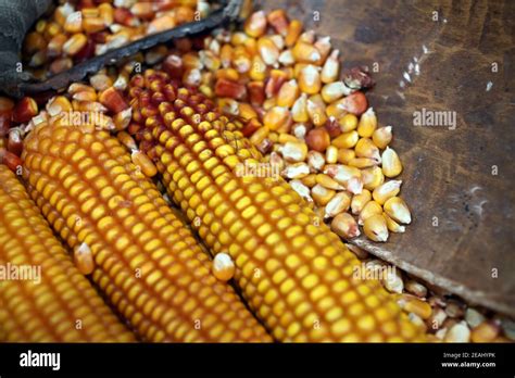 Corn cobs Stock Photo - Alamy