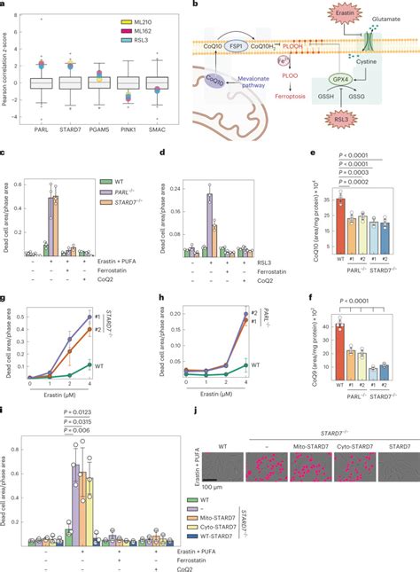 Human Carcinoma Colorectal Hct116 Cell Lines ATCC Bioz