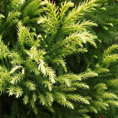 Cryptomeria Japonica Sekkan Sugi Japanese Cedar Trees For Sale