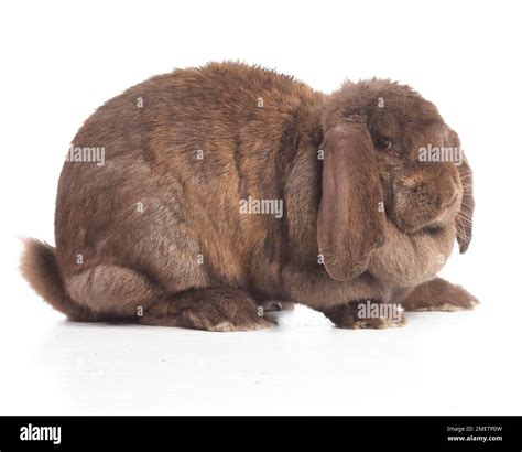 Gran conejo de orejas de lop marrón o conejo de orejas de lop conejo