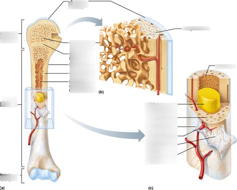 Chapter 6 Bone And Bone Tissue Diagram Quizlet