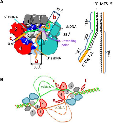 Diagram Of The E Dna Unwinding Machine A The Model For