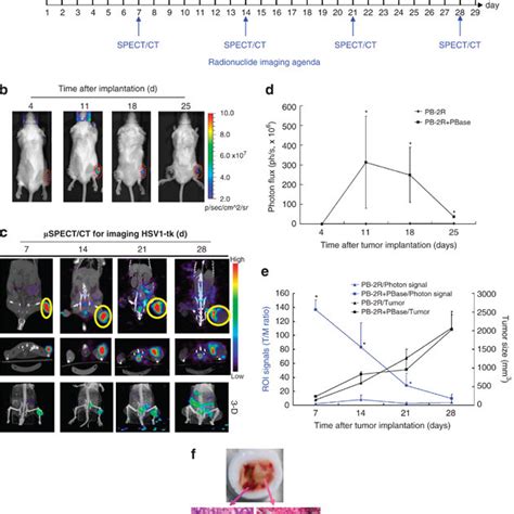 Imaging Of Tumor Growth In The Syngeneic Tumor Model A The Growth