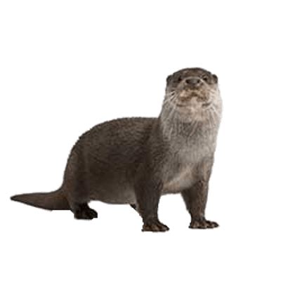 Otter clipart transparent, Otter transparent Transparent FREE for ...