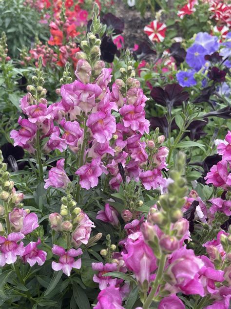 Antirrhinum majus : r/BotanicalPorn