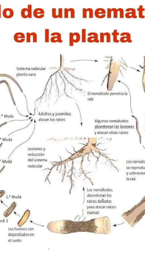 Ciclo De Los Nematodos En La Plantas In 2022 Movie Posters