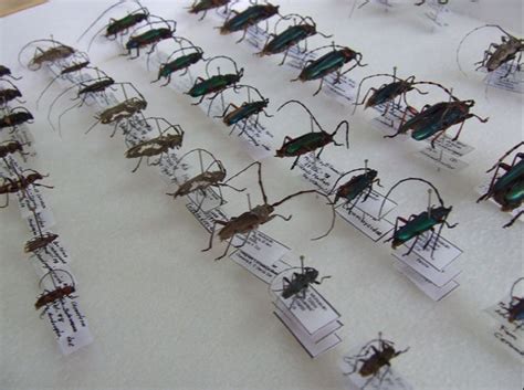 Colección entomología