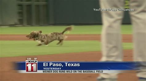 Weiner Dog Runs Wild On The Baseball Field Youtube