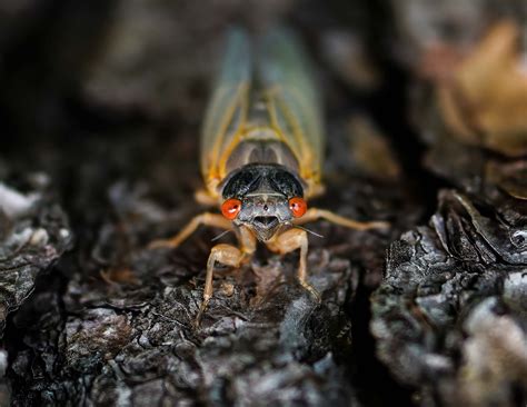 The cicadas are finally here! - The Uncommon District