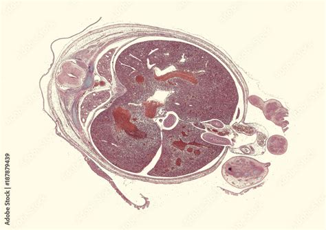 Pig embryo - cross section cut under the microscope Stock Photo | Adobe ...