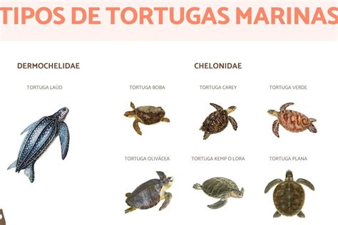 Tipos de tortugas marinas conoce sus características eco360