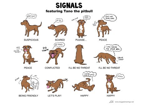 Las Señales De Calma El Lenguaje Universal De Los Perros Vital