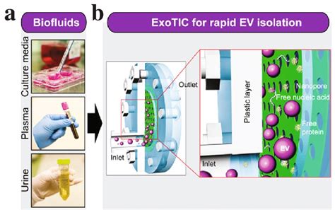 The Exotic Device A Evs Can Be Isolated From Various Biofluids B The