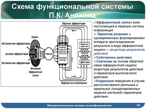 Введение в психологию и психофизиологию - презентация онлайн