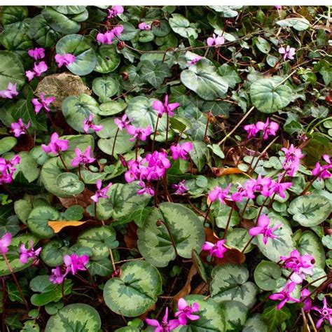 Fall Blooming Bulbs: Colorful Perennial Options — Empress of Dirt