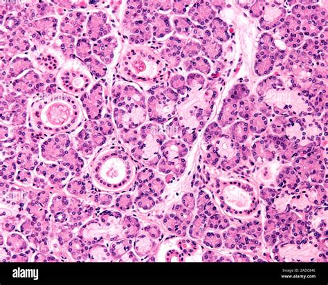 Parénquima de la glándula submandibular micrografía de luz Los