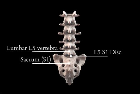 Lumbar Spine Anatomy L5 S1