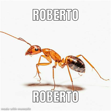 Roberto : r/meme