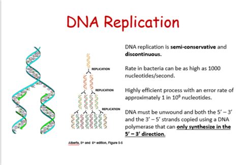 Dna Replication And Recombination Flashcards Quizlet