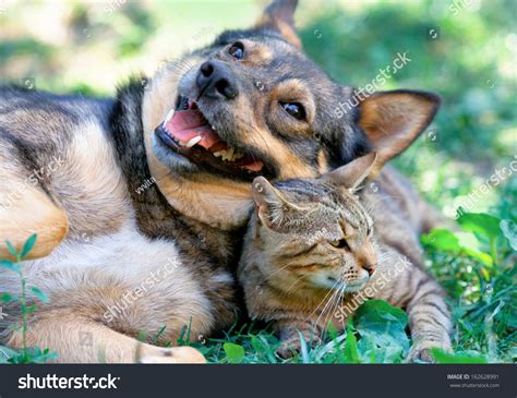 Dog Cat Playing Together Outdoor Stock Photo 162628991 | Shutterstock