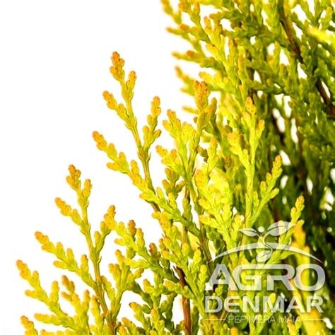 Thuja Platycladus Orientalis Pyramidalis Aurea AgroDenmar Ro