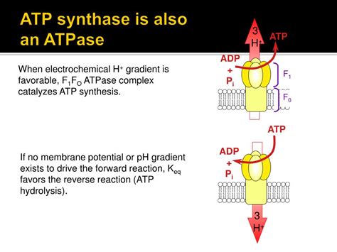 PPT - Oxidative phosphorylation PowerPoint Presentation, free download ...