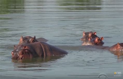 Pablo Escobar's Pet Hippos In Colombia Are Multiplying, Growing, And ...