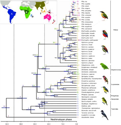 Phylogenetic Relationships Time Of Divergence And Time Stratified