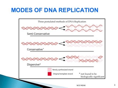 Dna Replication And Types Of Dna