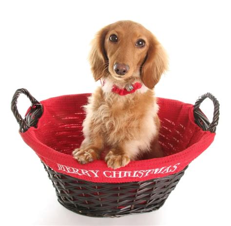 Dachshund In Basket Stock Photos Royalty Free Dachshund In Basket