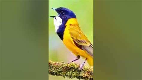 The Nature Of The Sounds Of Birds Singing Youtube