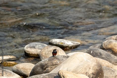 Habitat Image Of White Capped Water Redstart Or Chaimarrornis