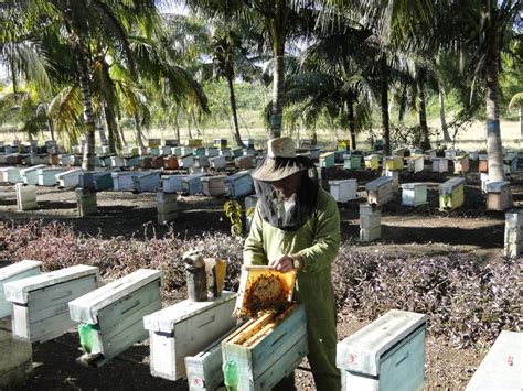 Cuba L Un Des Seuls Endroits Au Monde O Les Abeilles Sont En Bonne