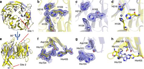 Structure Of Apo Blue And Holo Yellow Ckaztd A And E Overall Download Scientific Diagram