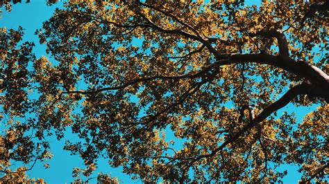 Green Leaves Tree Branches In Blue Sky Background 4k Hd Nature