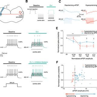 Lldp Neurons Have Functional Gaba A And Glycine Receptors A Schematic