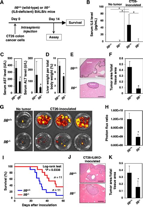 Figure From Il Modulates The Immune Status Of The Tumor